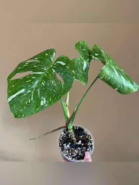 Monstera Thai Constellation